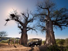 Pafuri Camp - Twin Baobabs