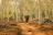 Pafuri Camp - Fever Tree Wald Pafuri Camp - Fever Tree Wald