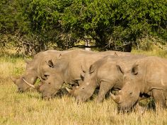 Rhino Ridge Safari Lodge - Nashörner im Hluhluwe National Park