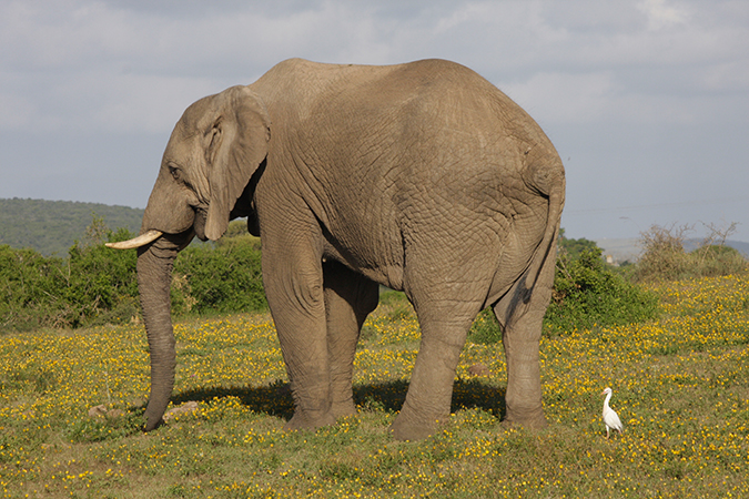 River Bend Country Lodge, Addo Elephant National Park