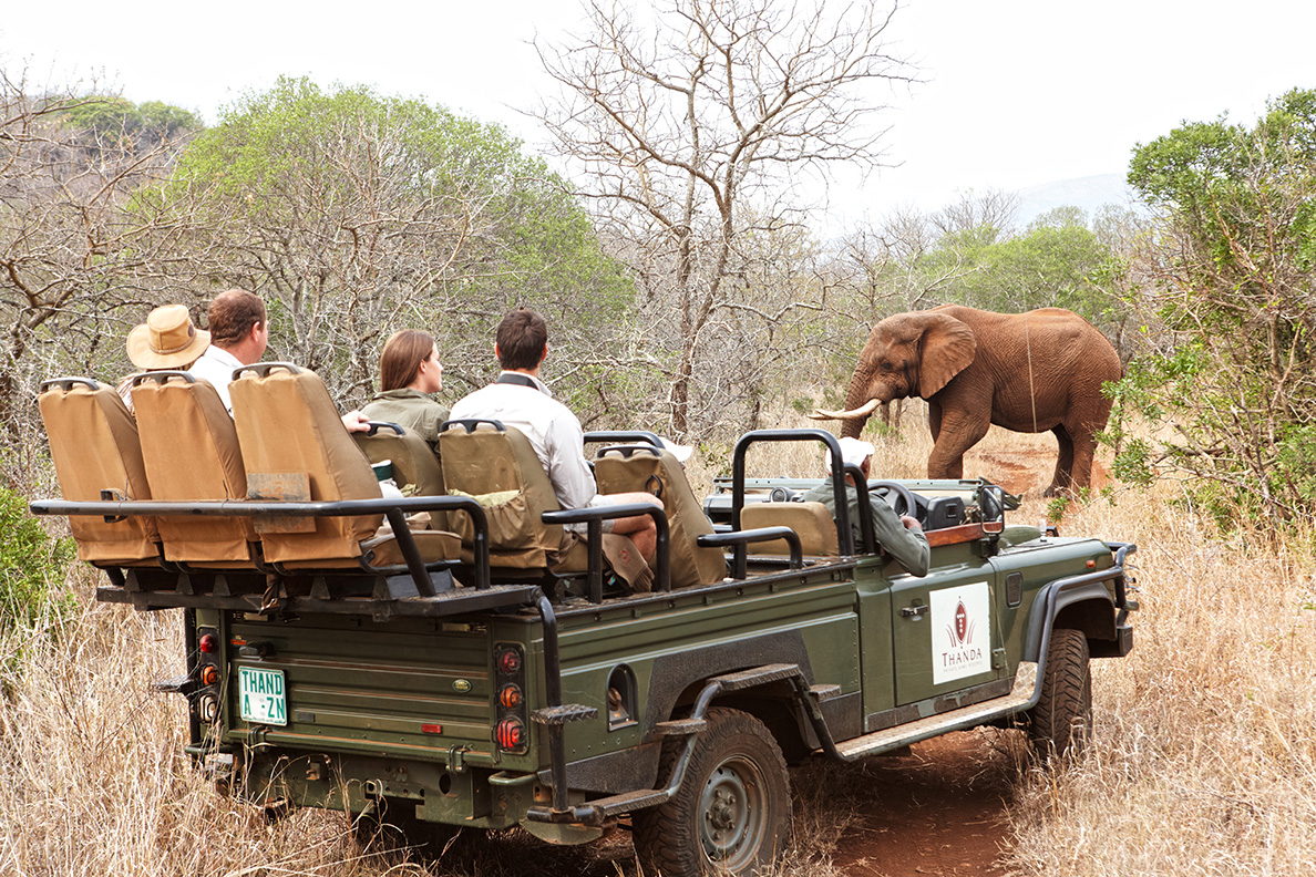 Thanda Private Game Reserve - Game Drive