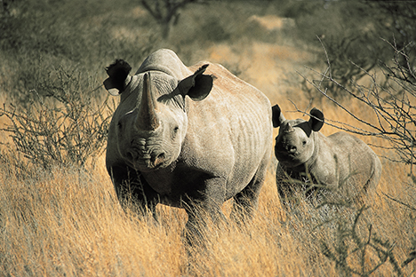 Tswalu Private Game Reserve