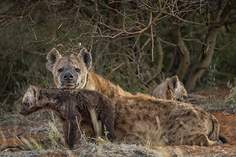 Tswalu Private Game Reserve
