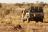 Tswalu Private Game Reserve