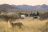 Tswalu Private Game Reserve