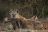 Tswalu Private Game Reserve