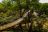 Ulusaba Safari Lodge - Hängebrücke