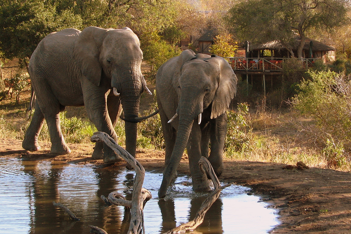Umlani Bushcamp - Elefanten zu Besuch