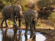 Umlani Bushcamp - Elefanten zu Besuch