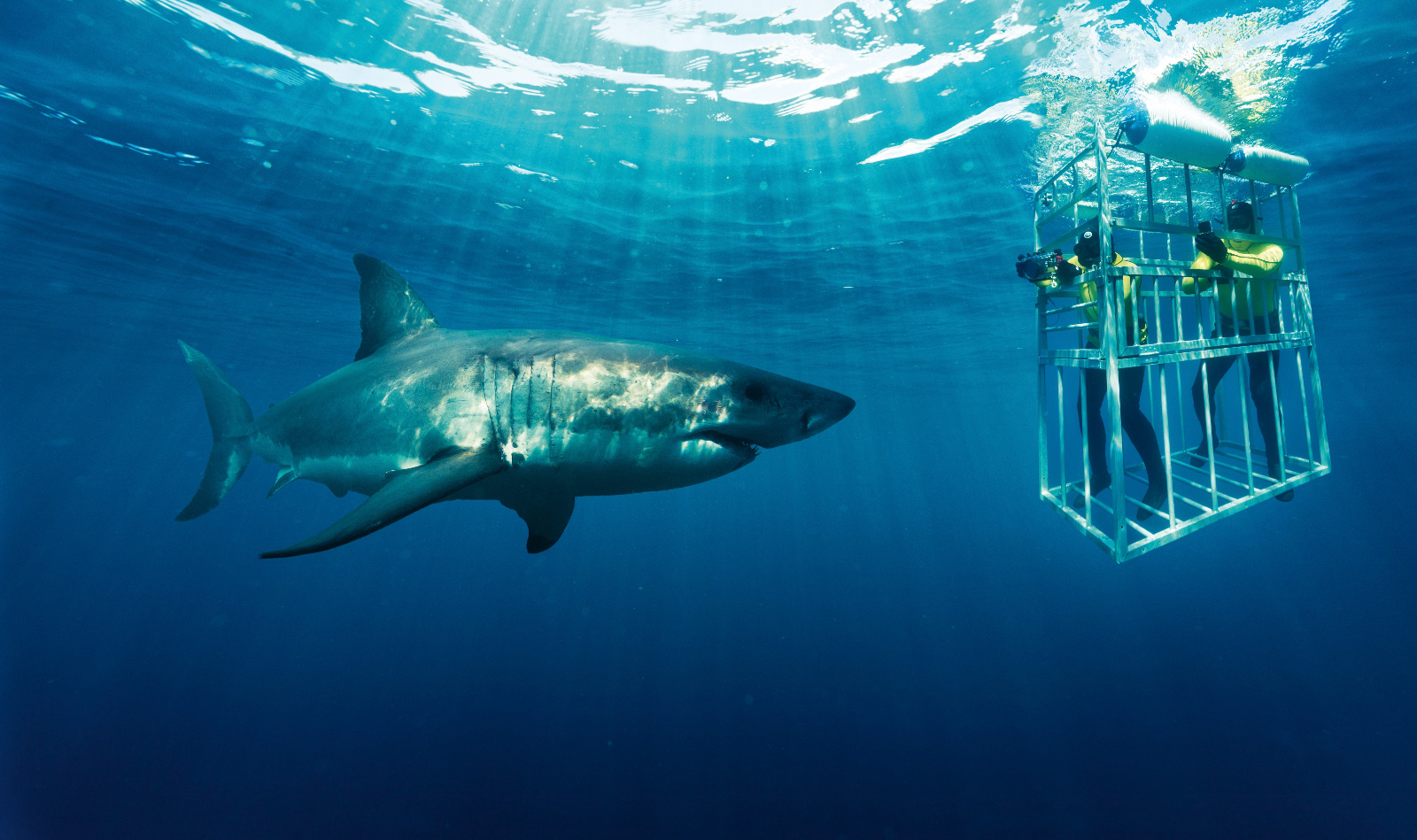 Shark Diving