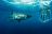 Shark Diving