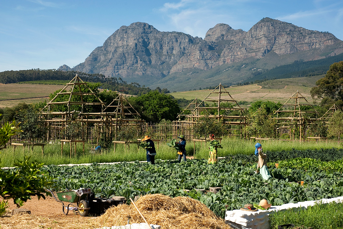 Babylonstoren - grosser Gemüsegarten