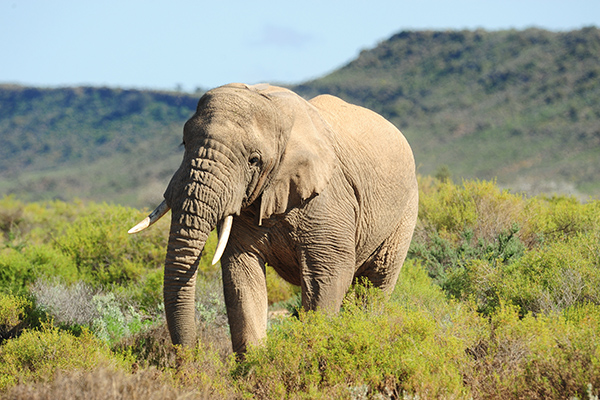 Sanbona Game Reserve