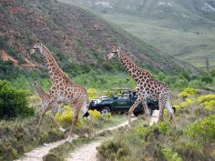Gondwana Game Reserve