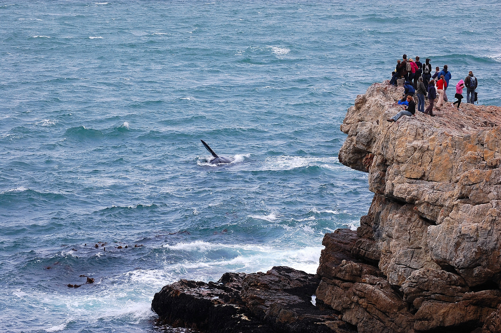 Hermanus - Whale watching