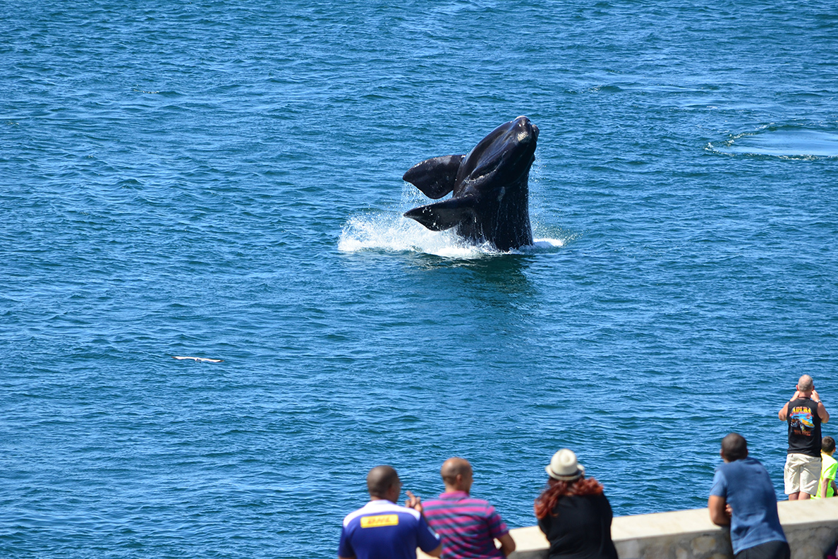 Hermanus - Whale watching