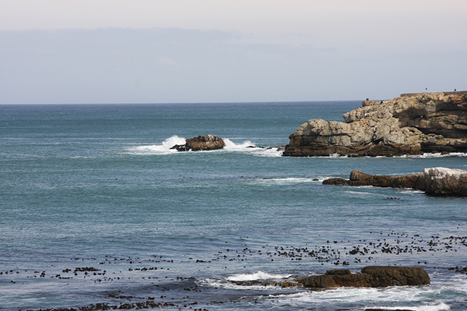 Hermanus