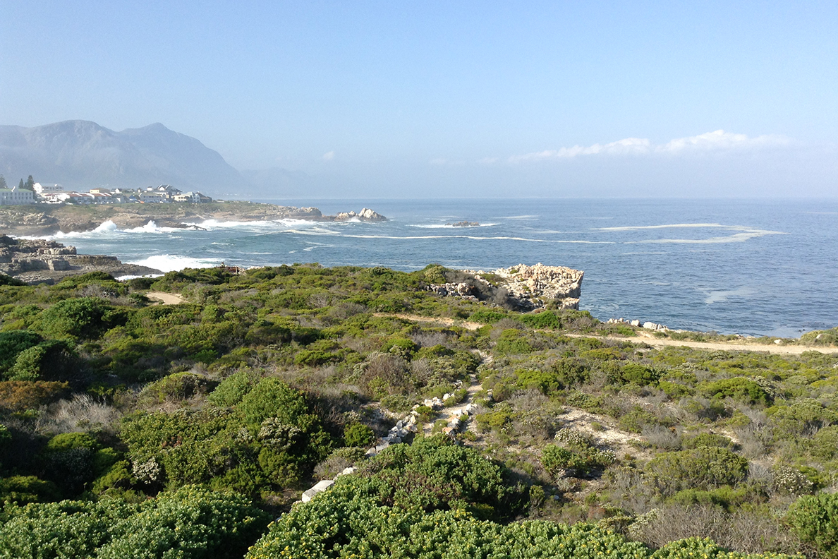 Hermanus