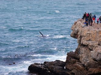 Hermanus - Whale watching Hermanus - Whale watching