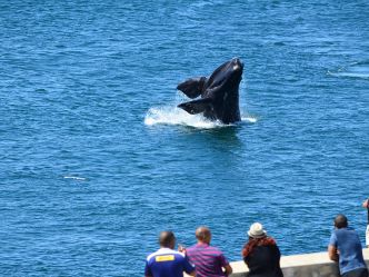Hermanus - Whale watching Hermanus - Whale watching