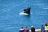 Hermanus - Whale watching