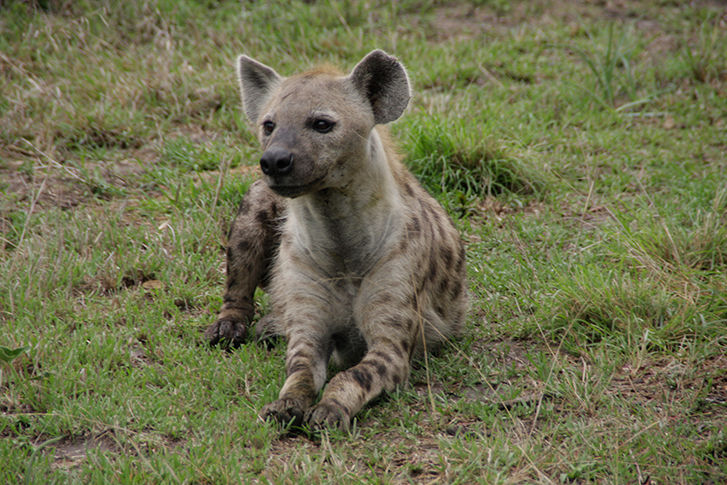 Hyäne, Kruger National Park