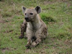 Hyäne, Kruger National Park
