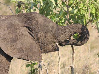 Elefant, Kruger National Park Elefant, Kruger National Park