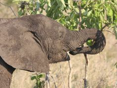 Elefant, Kruger National Park