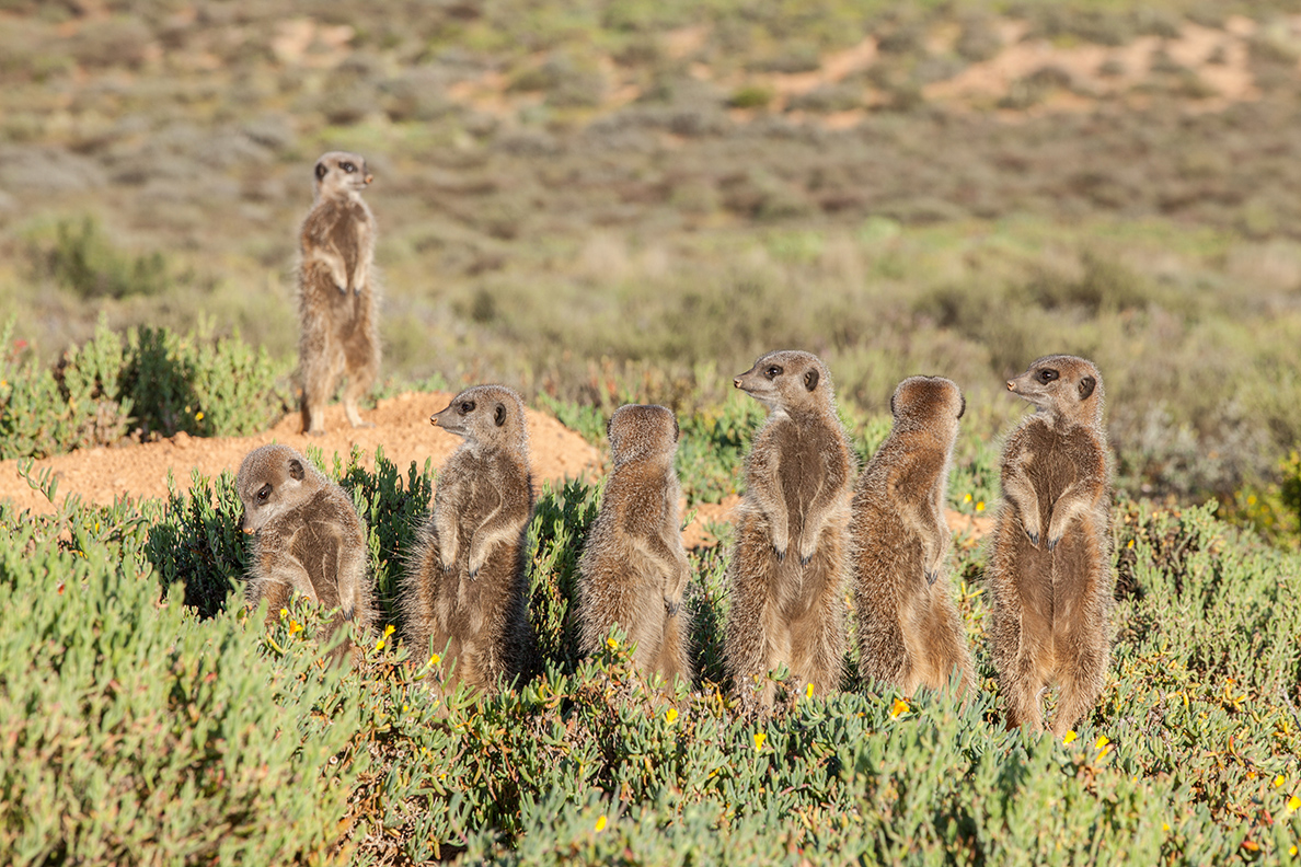 Erdmännchen Tour