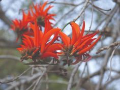 Blume des Korallenbaumes