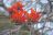 Blume des Korallenbaumes Blume des Korallenbaumes