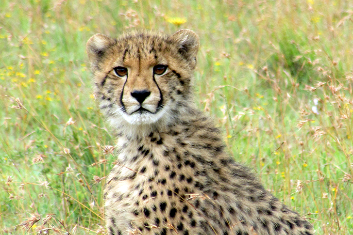 Amakhala Private Game Reserve
