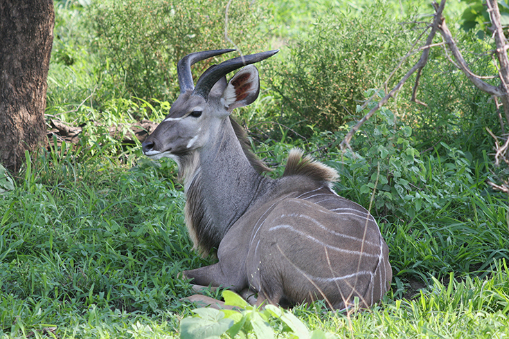 Balule Nature Reserve - junger Kudubulle