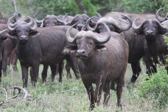 Balule Private Game Reserve