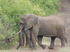 Balule Nature Reserve - Elefanten