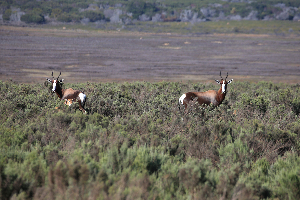 De Hoop Nature Reserve (Lekkerwater Beach Lodge)