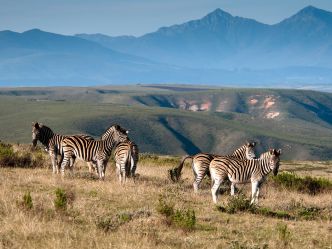 Gondwana Private Game Reserve Gondwana Private Game Reserve