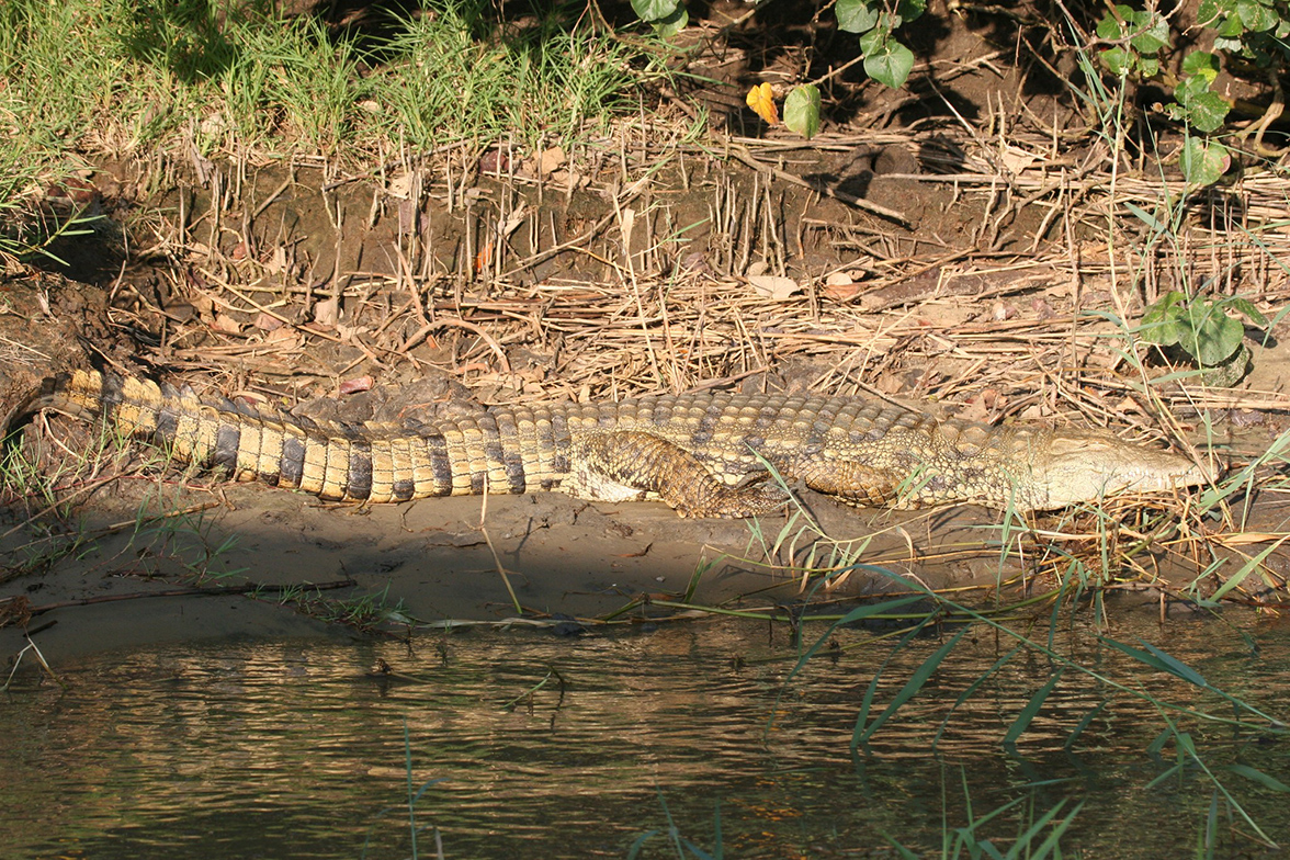 iSimangaliso National Park - Krokodil