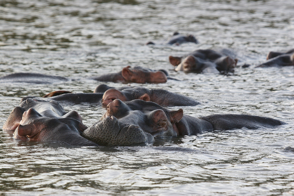 iSimangaliso National Park - Flusspferde