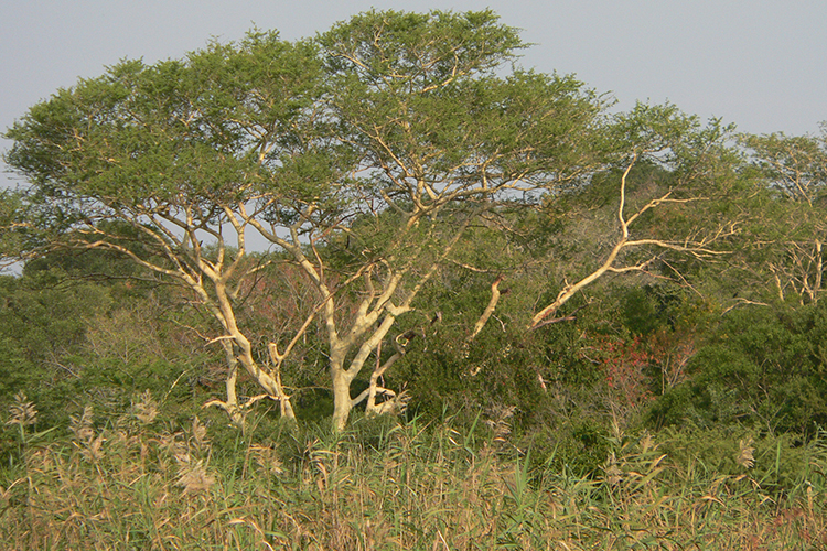 iSimangaliso National Park - Gelbrinden-Akazie (Fever Tree)