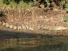 iSimangaliso National Park - Krokodil