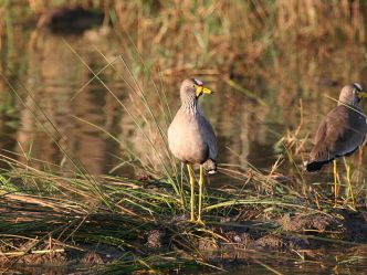 iSimangaliso National Park - Senegalkiebitz (African wattled lapwing) iSimangaliso National Park - Senegalkiebitz (African wattled lapwing)