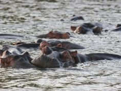 iSimangaliso National Park - Flusspferde