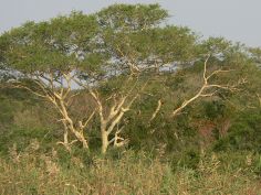iSimangaliso National Park - Gelbrinden-Akazie (Fever Tree)