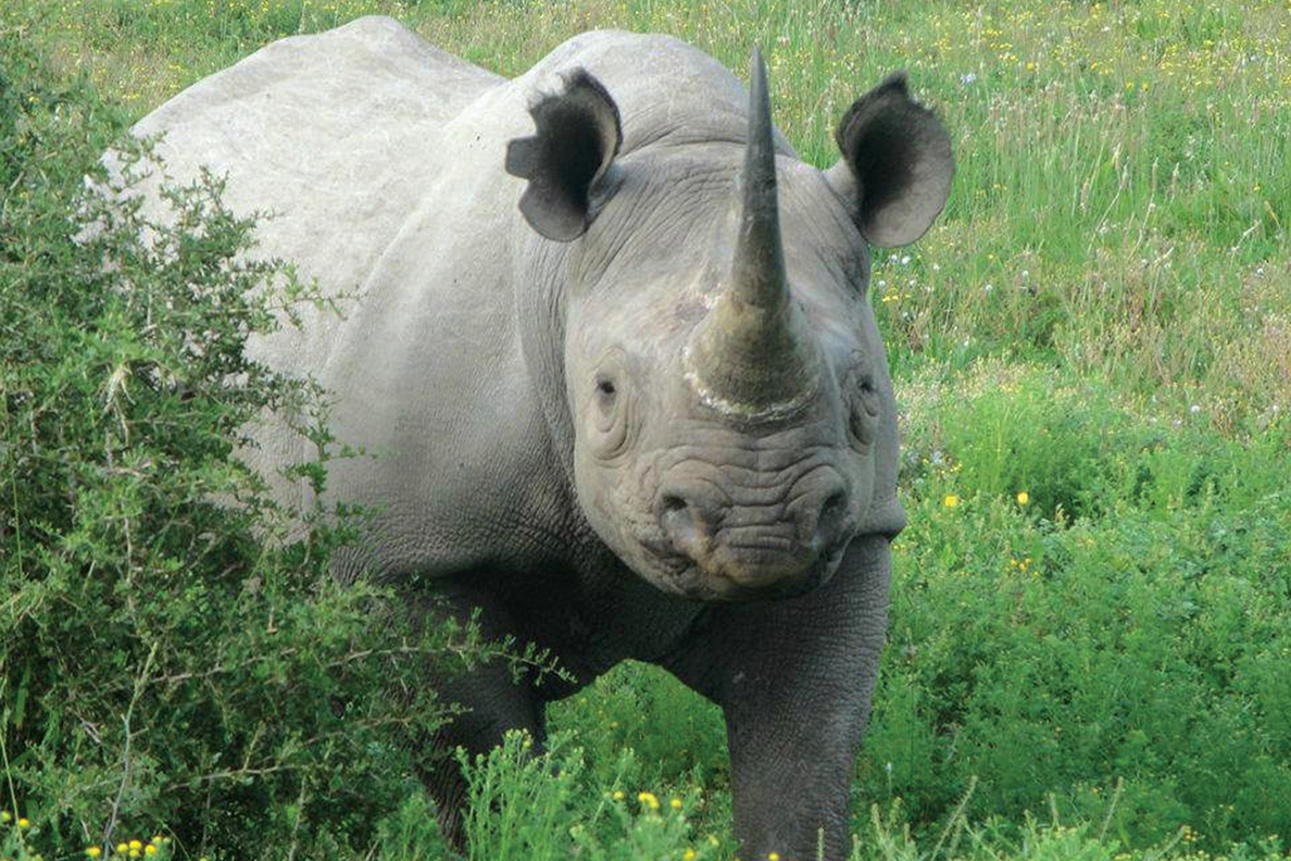 Kariega Private Game Reserve