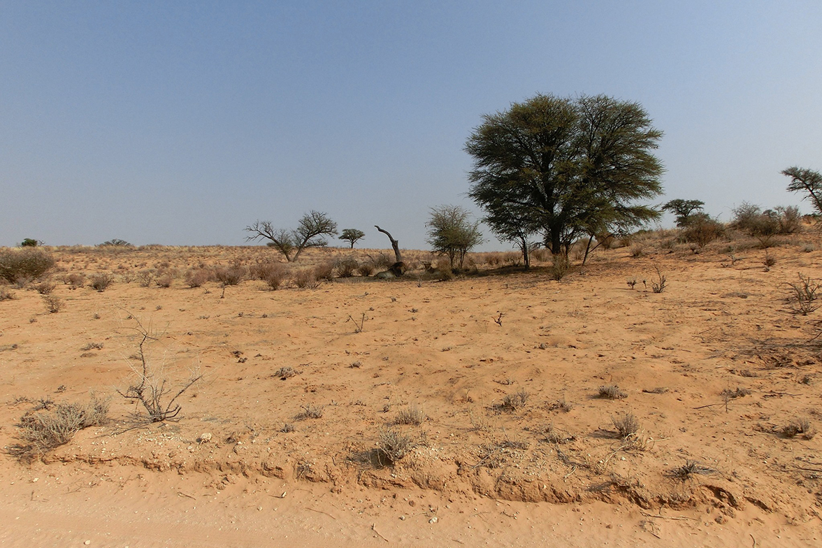 Kgalagadi Transfrontier National Park