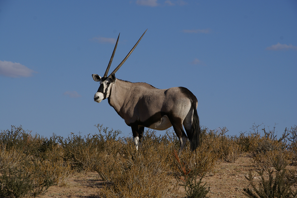 Kgalagadi Transfrontier National Park