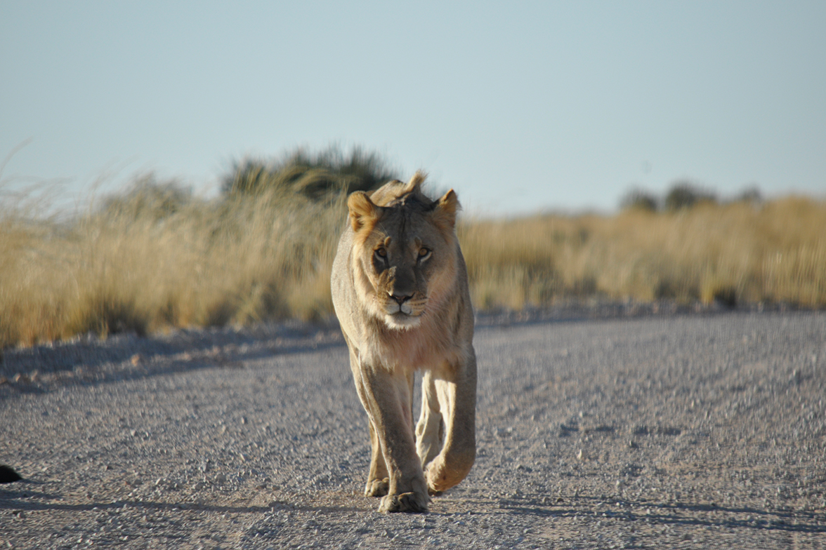 Kgalagadi Transfrontier National Park