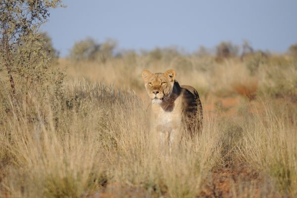 Kgalagadi Transfrontier National Park